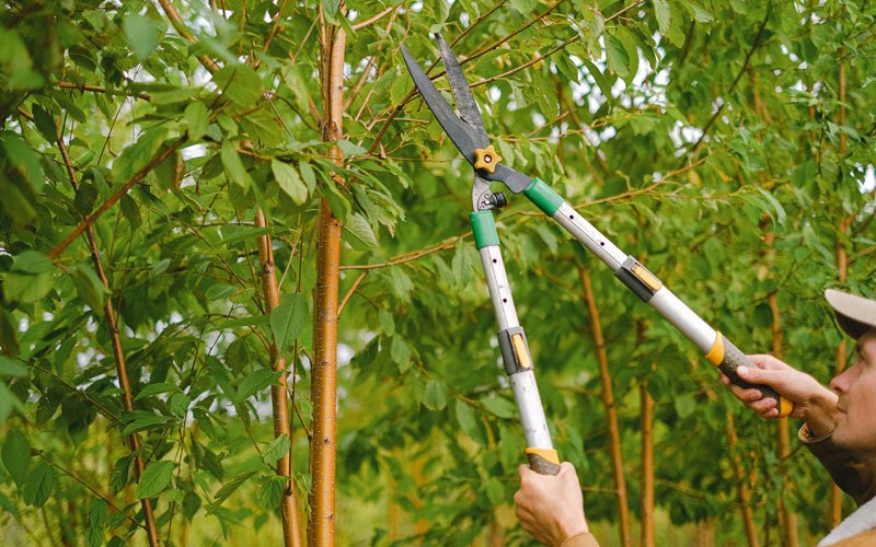 Tree trimming in Wellersburg, PA